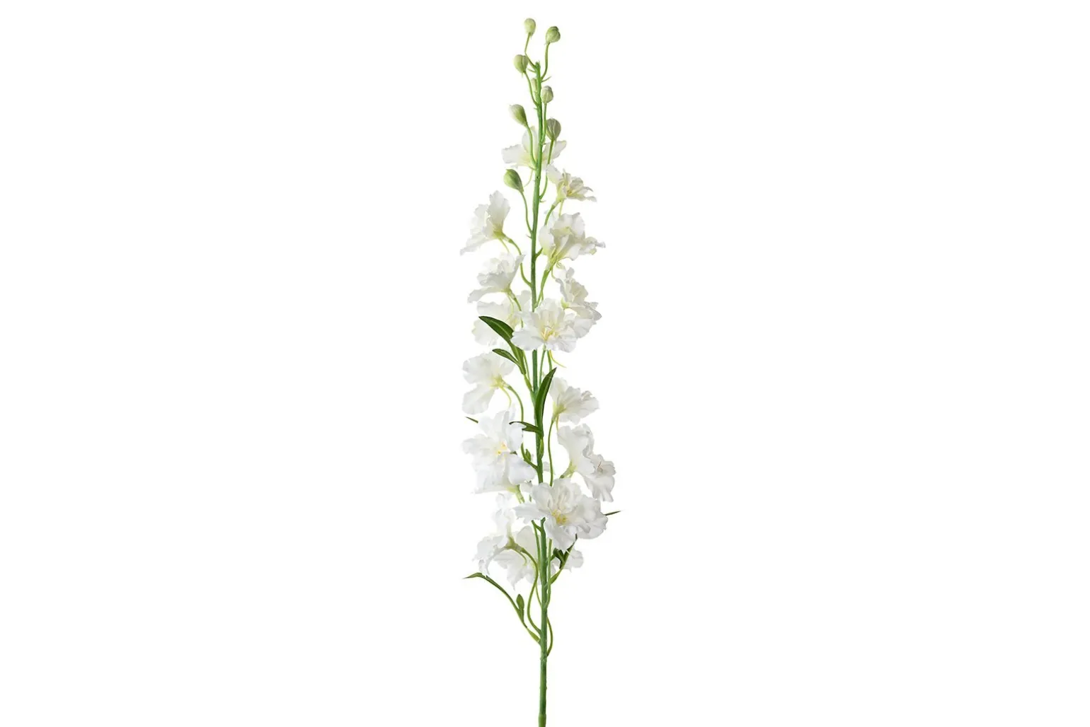 Delphinium stilkblomst