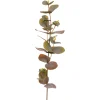 Eucalyptus kvist