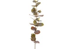 Eucalyptus kvist