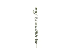 Eucalyptus kvist