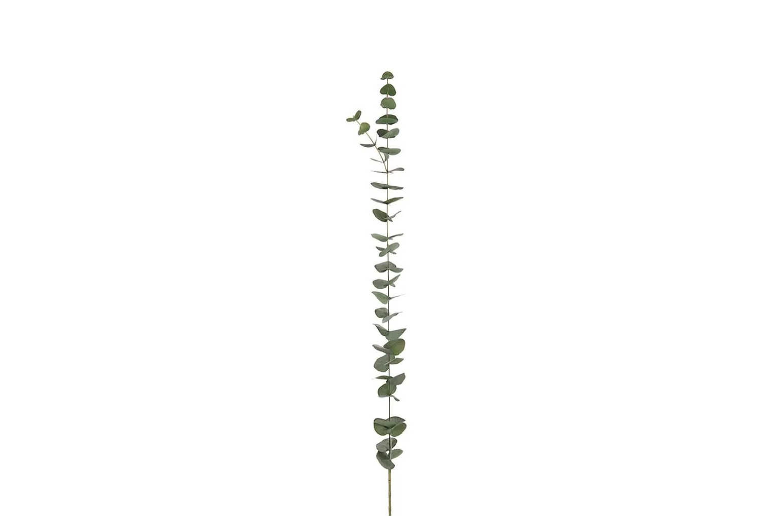 Eucalyptus kvist