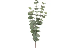 Eucalyptus kvist