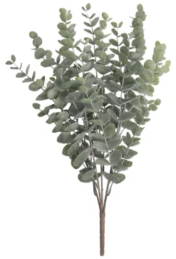Eucalyptus kvist