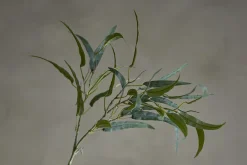 Eucalyptus kvist/stilkblomst