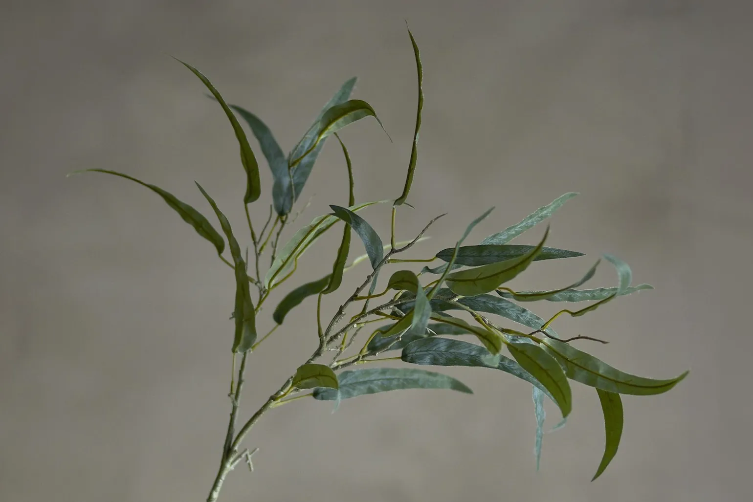 Eucalyptus kvist/stilkblomst