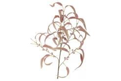 Eucalyptus kvist/stilkblomst