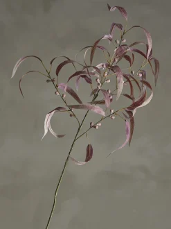Eucalyptus kvist/stilkblomst