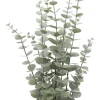 Eucalyptus potteplante