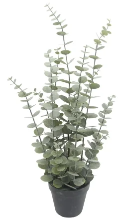 Eucalyptus potteplante