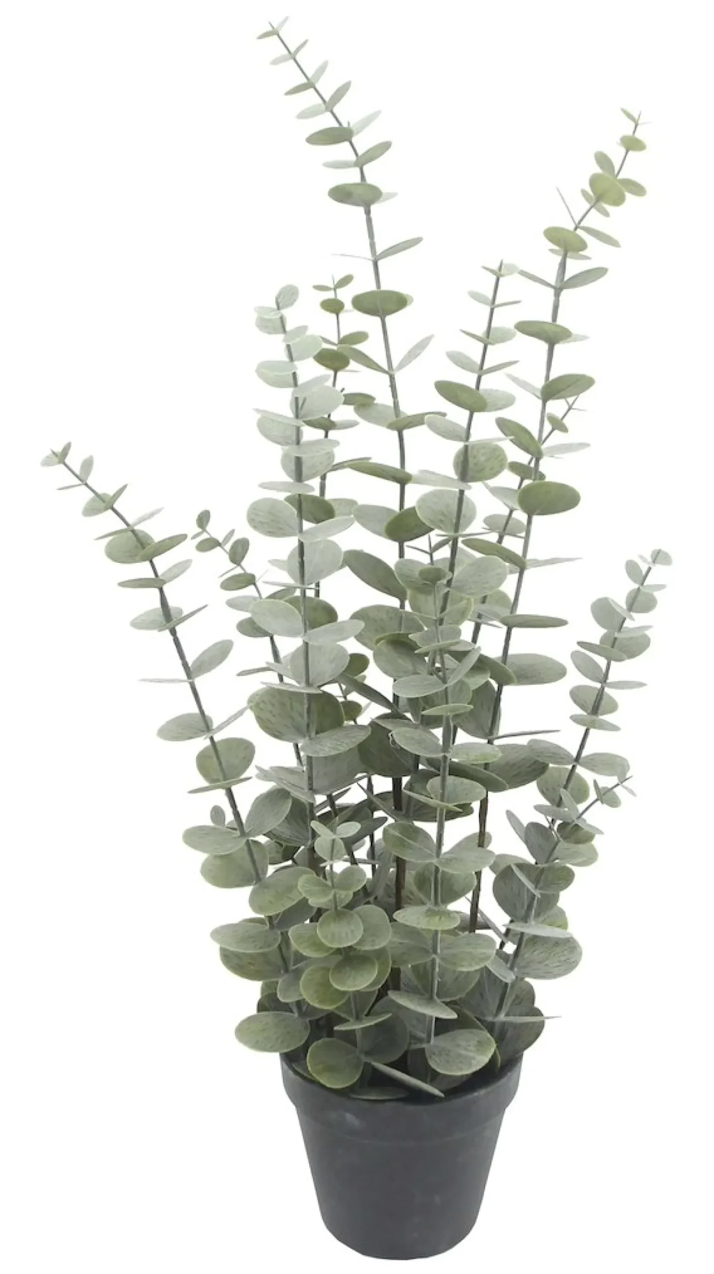 Eucalyptus potteplante