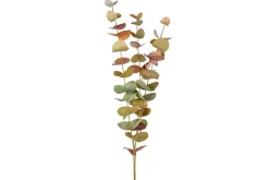 Eucalyptus stilk