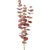 Eucalyptus stilk