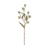 Eucalyptus stilkblomst