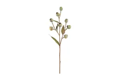Eucalyptus stilkblomst