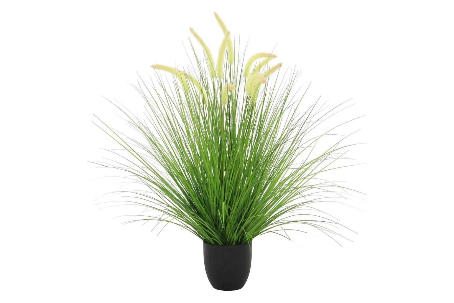 Ferder gress potteplante