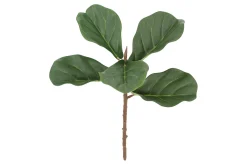 Fikus kvist
