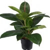 Fikus Robusta potteplante