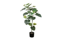 Fikus Umbrella potteplante