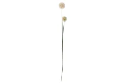 Floks stilkblomst