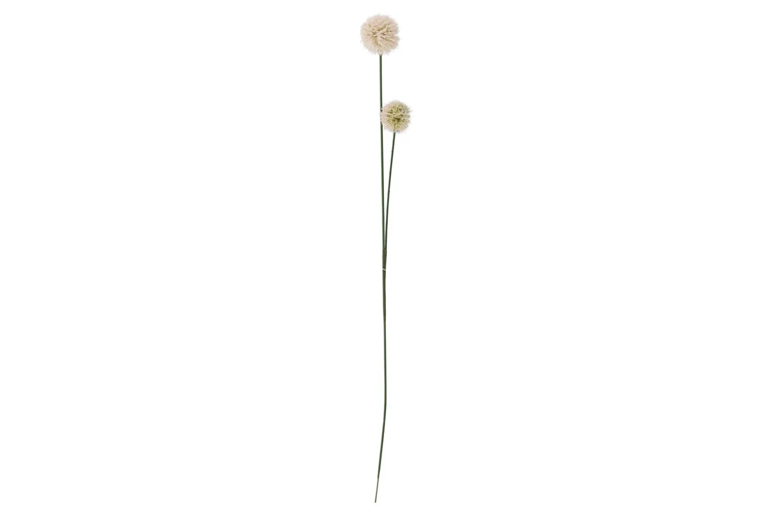 Floks stilkblomst
