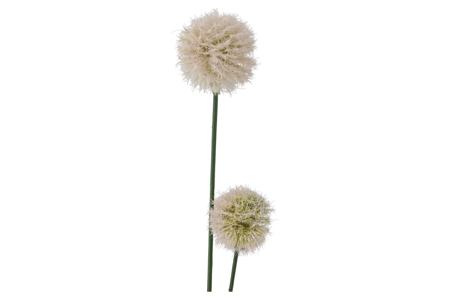 Floks stilkblomst
