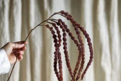 Foxtail kvist/stilkblomst