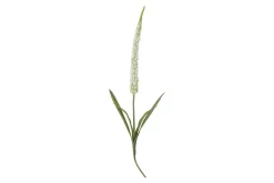 Foxtail stilkblomst