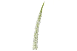 Foxtail stilkblomst