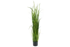 Gress potteplante