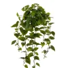Gullranke potteplante