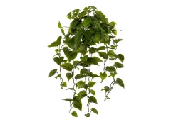 Gullranke potteplante