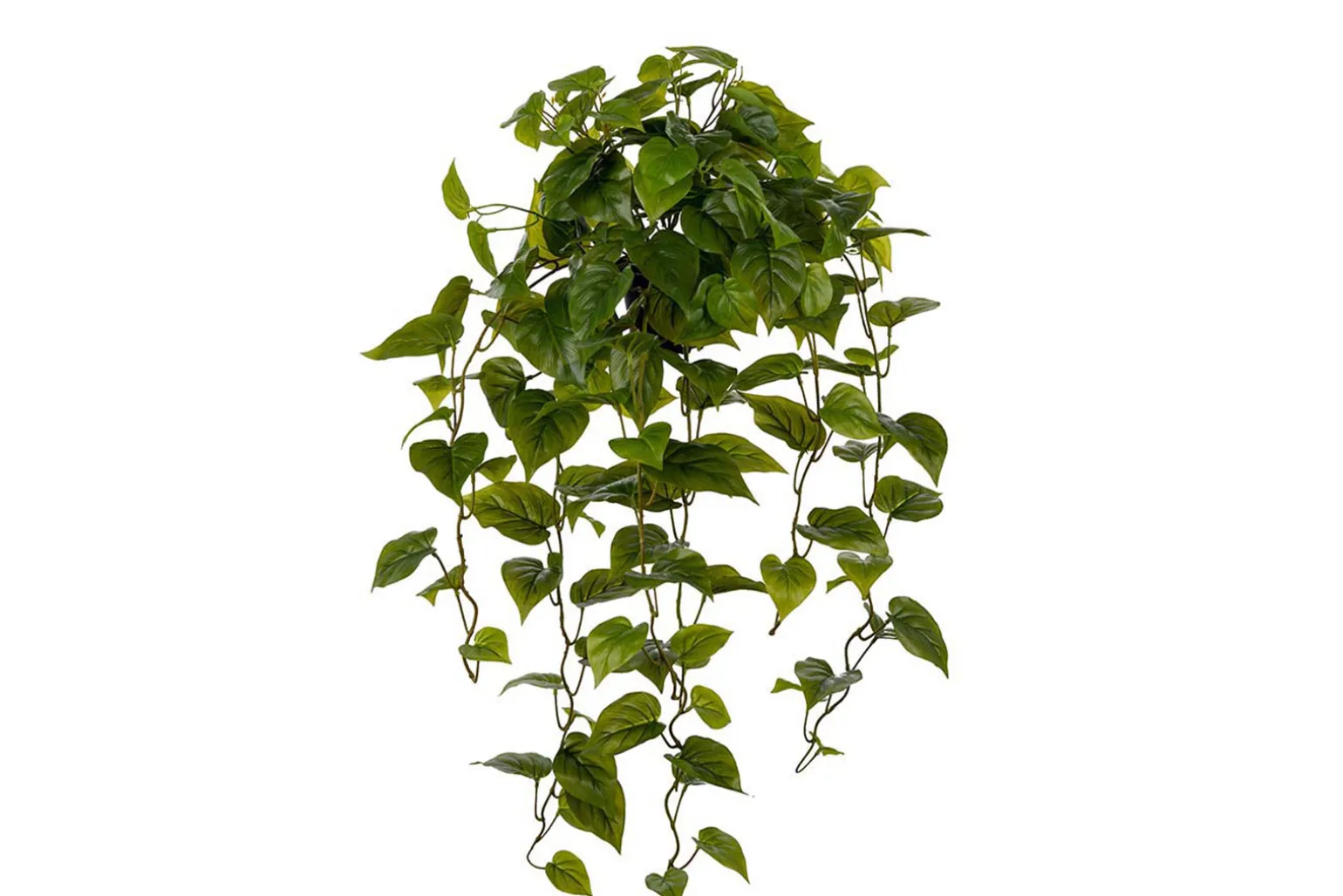 Gullranke potteplante
