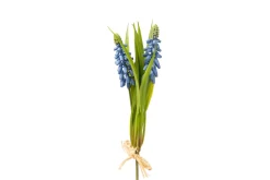 Hyacinth stilkblomst