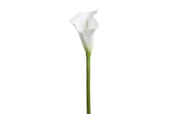 Kala potteplante