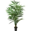 Kentiapalme potteplante