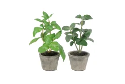 Kryddermix potteplante