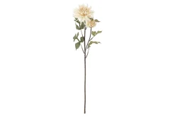 Krysantemum stilkblomst