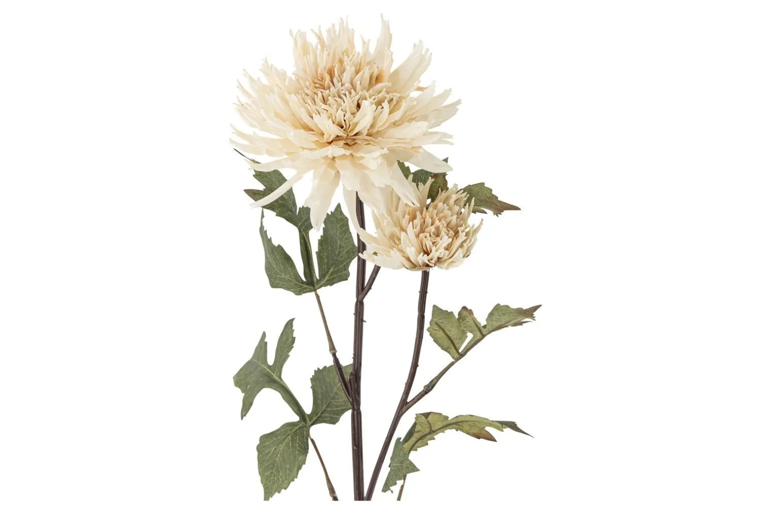 Krysantemum stilkblomst