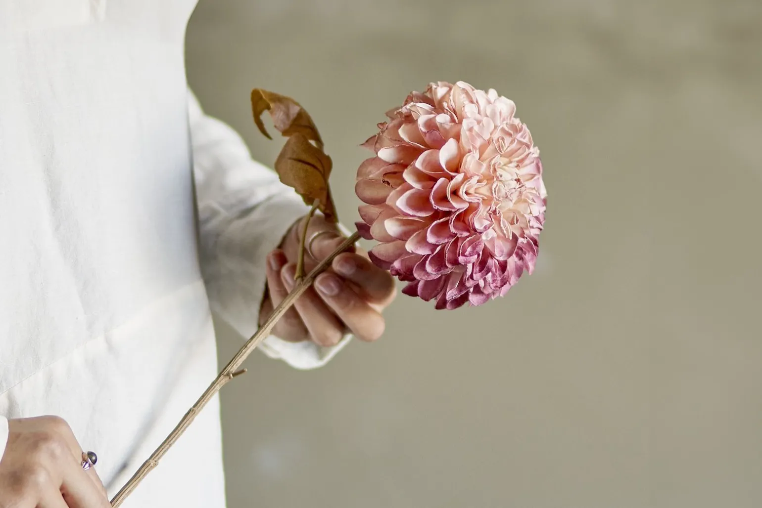 Krysantemum stilkblomst