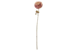Krysantemum stilkblomst