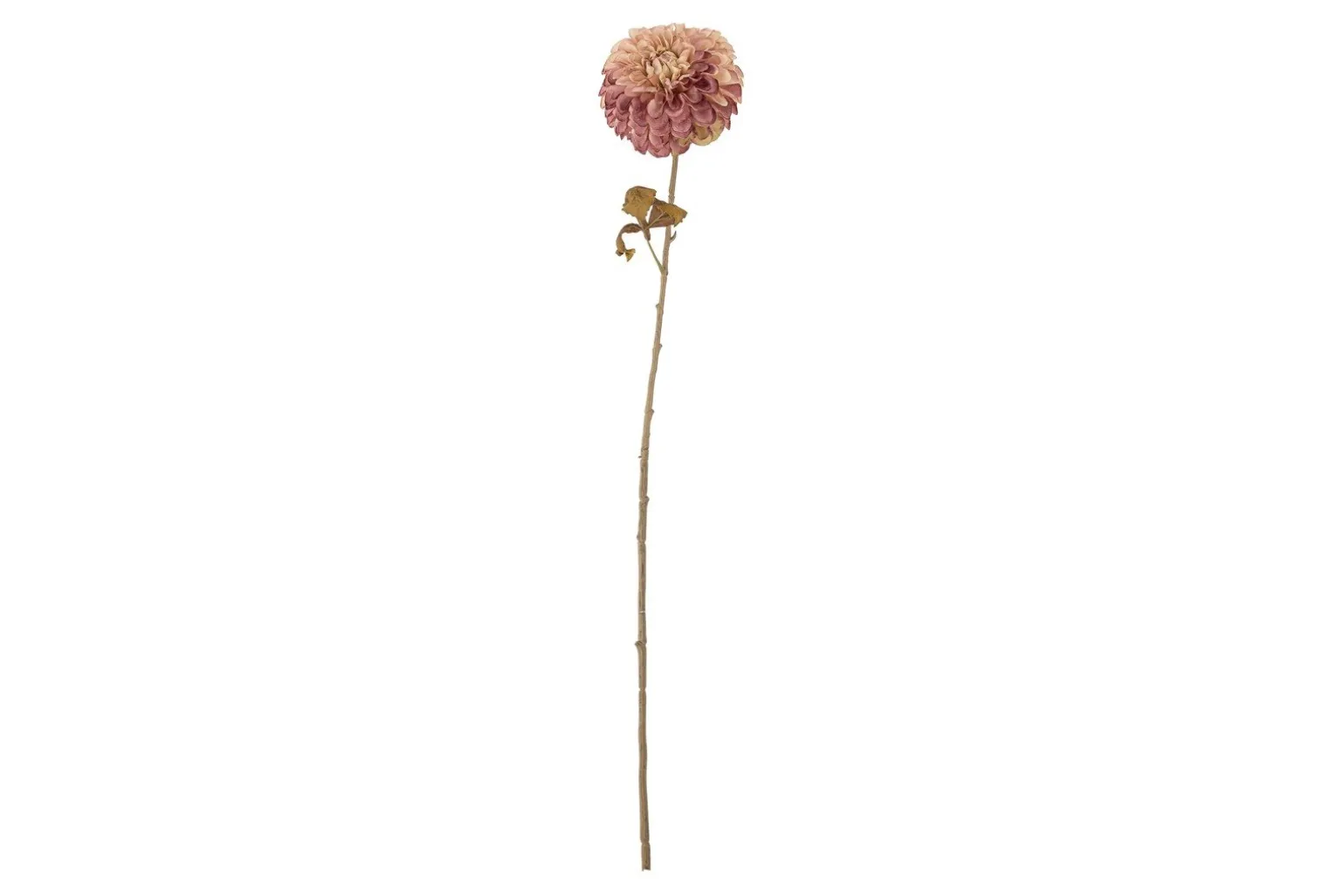 Krysantemum stilkblomst