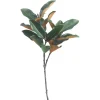 Magnolia kvist