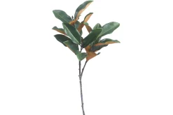 Magnolia kvist