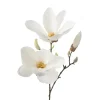 Magnolia stilkblomst