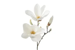 Magnolia stilkblomst