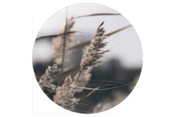Mellow grasses 3