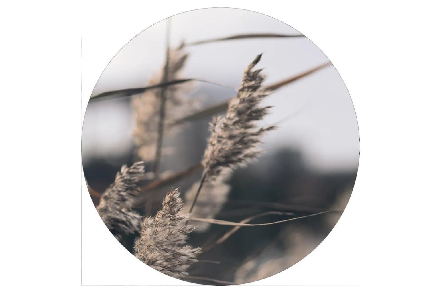 Mellow grasses 3