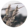 Mellow grasses 3