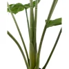 Monstera potteplante