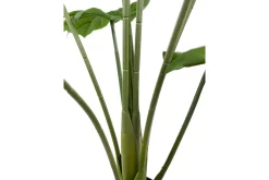 Monstera potteplante
